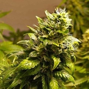 Nirvana AK 48 – Nirvana Seeds – Regularne – Product view 2