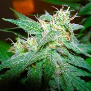 Nirvana Aurora Indica – Nirvana Seeds – Regularne – Product view 2