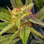 Nirvana Blue Mystic – Nirvana Seeds – Regularne – Product view 2