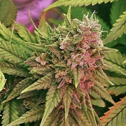 Nirvana Bubblelicious – Nirvana Seeds – Regularne – Product view 2