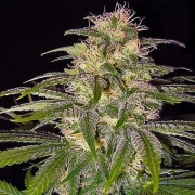 Nirvana Chrystal – Nirvana Seeds – Regularne – Product view 2