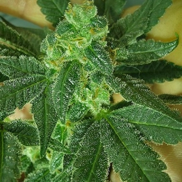 Nirvana Mango Skunk Regular cannabis flower bud by Nirvana Seeds