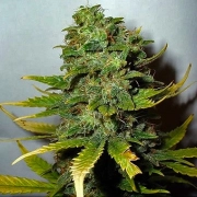 Nirvana Super Skunk – Nirvana Seeds – Regularne – Product view 2