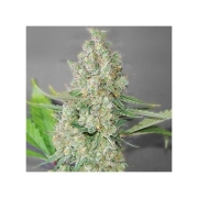 Nirvana Super Skunk – Nirvana Seeds – Regularne