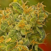 Nirvana Kaya Gold – Nirvana Seeds – Regularne – Product view 2