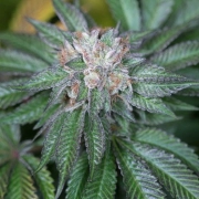 Nirvana Master Kush – Nirvana Seeds – Regularne
