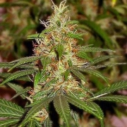 Nirvana Master Kush – Nirvana Seeds – Regularne – Product view 2