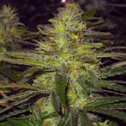 Nirvana Northern Light – Nirvana Seeds – Regularne – Product view 2