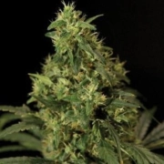 Nirvana Northern Light – Nirvana Seeds – Regularne