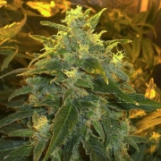 Northern Light – Nirvana Seeds – Feminizowane – Product view 2