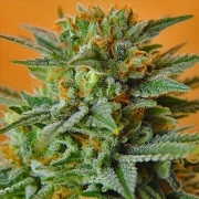 Papaya – Nirvana Seeds – Feminizowane – Product view 2