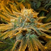 Pure Power Plant Feminized cannabis flower bud by Nirvana Seeds