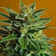 Snow White – Nirvana Seeds – Regularne – Product view 2