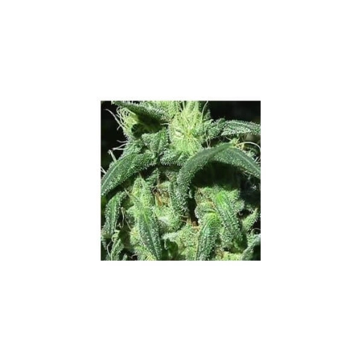 Sterling Haze – Nirvana Seeds – Feminizowane