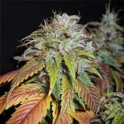 Swiss Cheese – Nirvana Seeds – Feminizowane – Product view 2