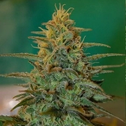 White Castle – Nirvana Seeds – Feminizowane – Product view 2