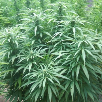 White Rhino Feminized cannabis flower bud by Nirvana Seeds