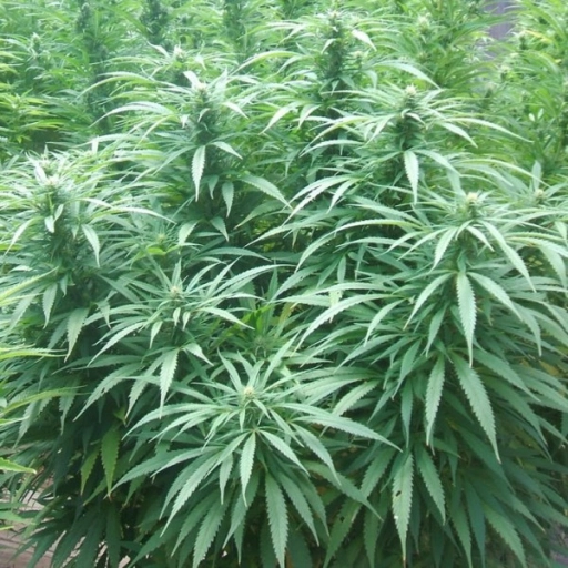 White Rhino – Nirvana Seeds – Feminizowane