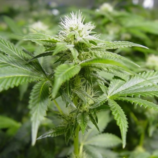 White Widow – Nirvana Seeds – Feminizowane