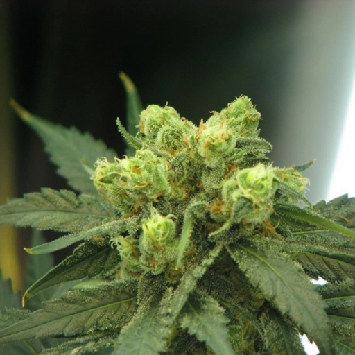 Wonder Woman – Nirvana Seeds – Feminizowane