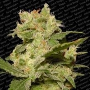 Auto Jack Autoflowering cannabis flower bud by Paradise Seeds