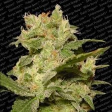 Auto Jack Autoflowering cannabis flower bud by Paradise Seeds