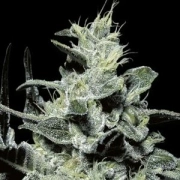 Nebula Autoflowering cannabis flower bud by Paradise Seeds