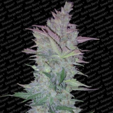 Vertigo Auto Autoflowering cannabis flower bud by Paradise Seeds