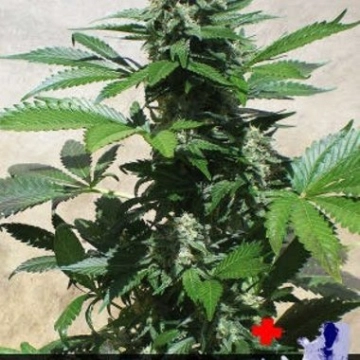 Blue Rhino Feminized cannabis flower bud by Positronics