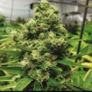 CBD+ Black Widow Feminized cannabis flower bud by Positronics