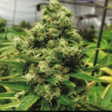 CBD+ Black Widow Feminized cannabis flower bud by Positronics