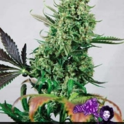 Purple Haze – Positronics – Feminizowane – Product view 2