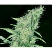 Somango #47 Feminized cannabis flower bud by Positronics