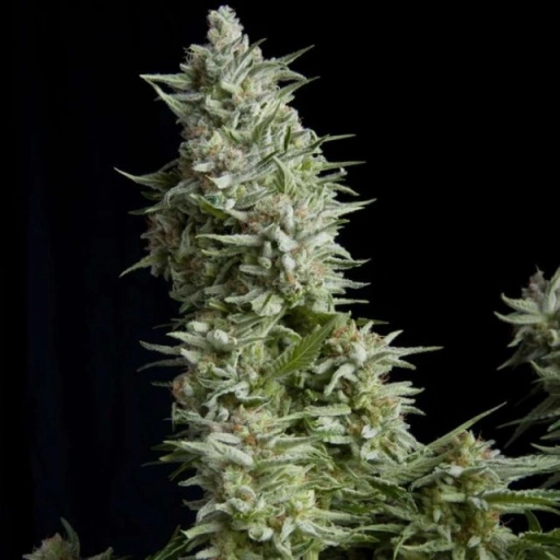 Alpujarreña – Pyramid Seeds – Feminizowane