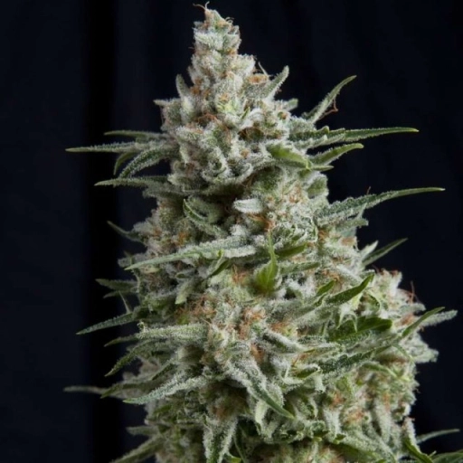 Anesthesia – Pyramid Seeds – Feminizowane