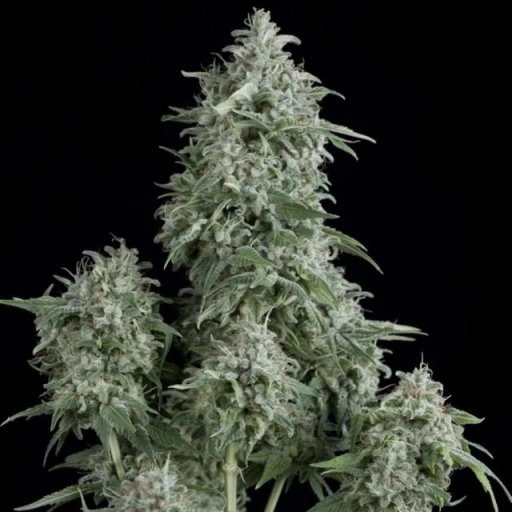 Anubis – Pyramid Seeds – Feminizowane