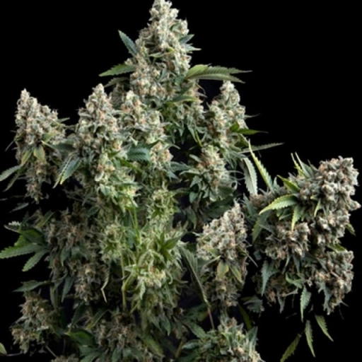 Tutankhamon – Pyramid Seeds – Feminizowane