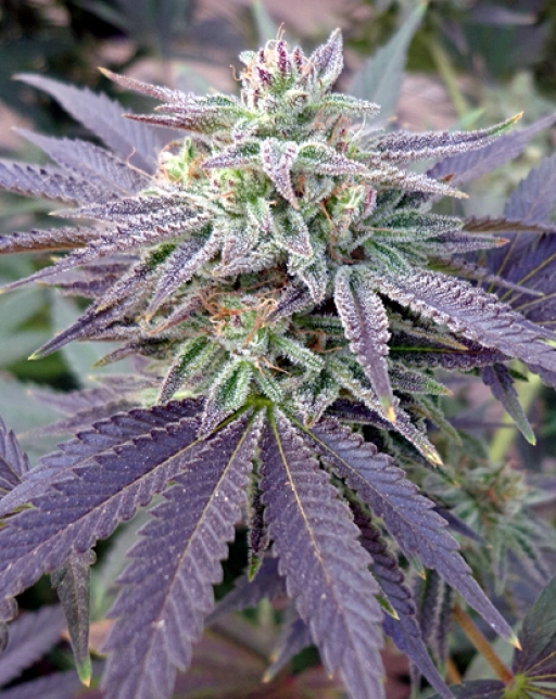 Blue OX – Rare Dankness – Regularne
