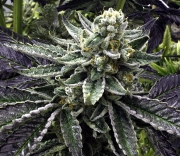 Commerce City Kush Regular cannabis flower bud by Rare Dankness