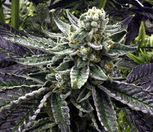 Commerce City Kush – Rare Dankness – Regularne