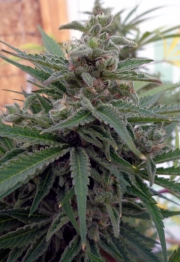 Flo OG Regular cannabis flower bud by Rare Dankness