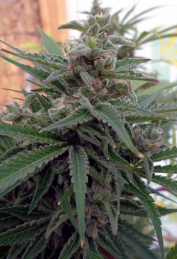 Flo OG Regular cannabis flower bud by Rare Dankness