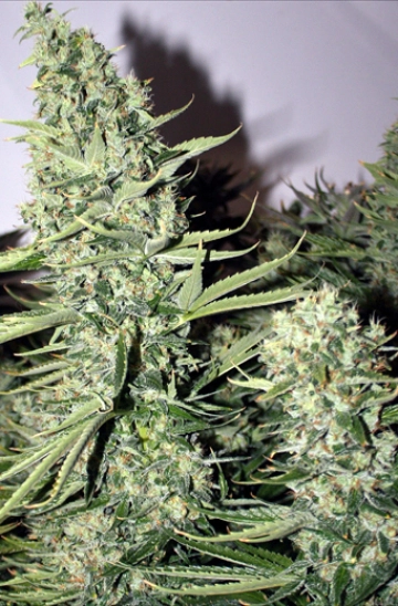 Longs Peak Blue Regular cannabis flower bud by Rare Dankness