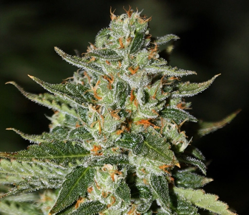 Midas – Rare Dankness – Regularne