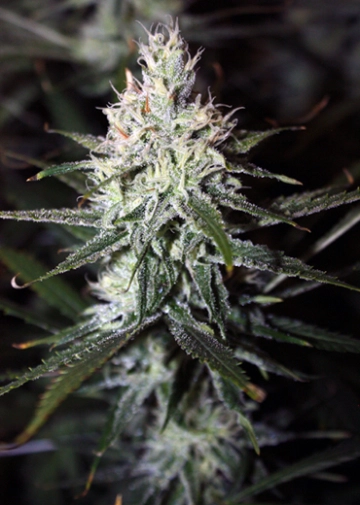 Moonshine Haze Regular cannabis flower bud by Rare Dankness