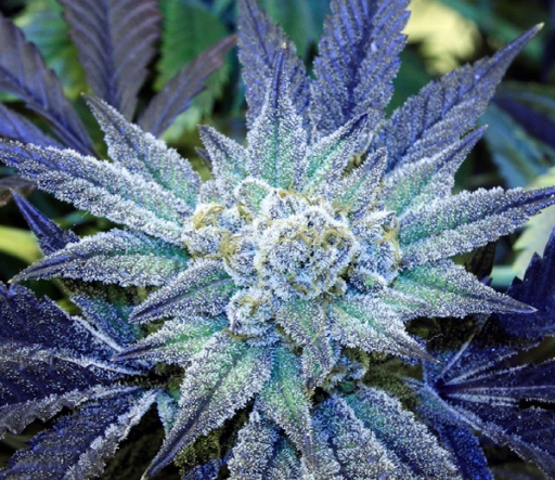 Night Terror OG – Rare Dankness – Regularne