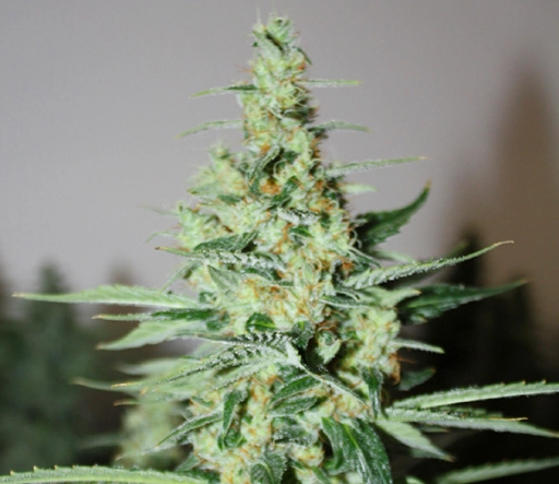 Tangerine Trainwreck Haze – Rare Dankness – Regularne