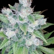 Kandy Kush – Reserva Privada – Feminizowane – Product view 2