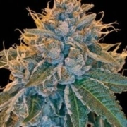 Kosher Kush – Reserva Privada – Regularne – Product view 2