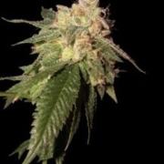 OG Kush – Reserva Privada – Feminizowane – Product view 2